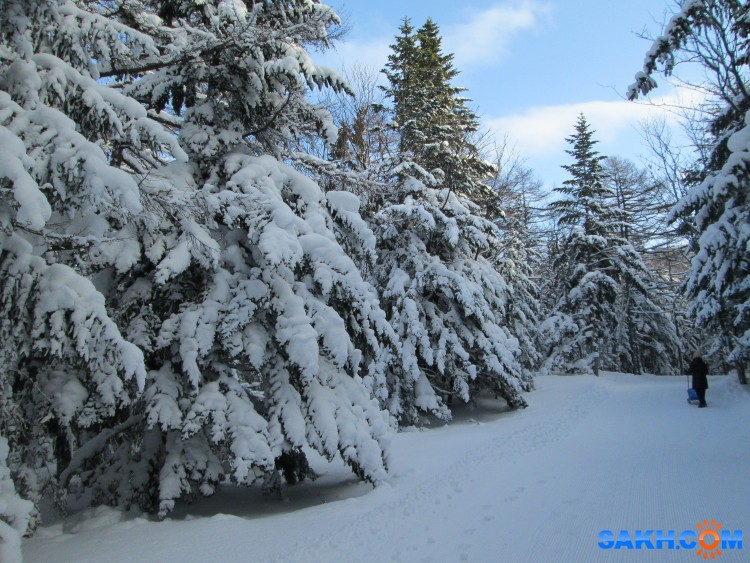 Samanta_Jones: Зимний лес в Томари