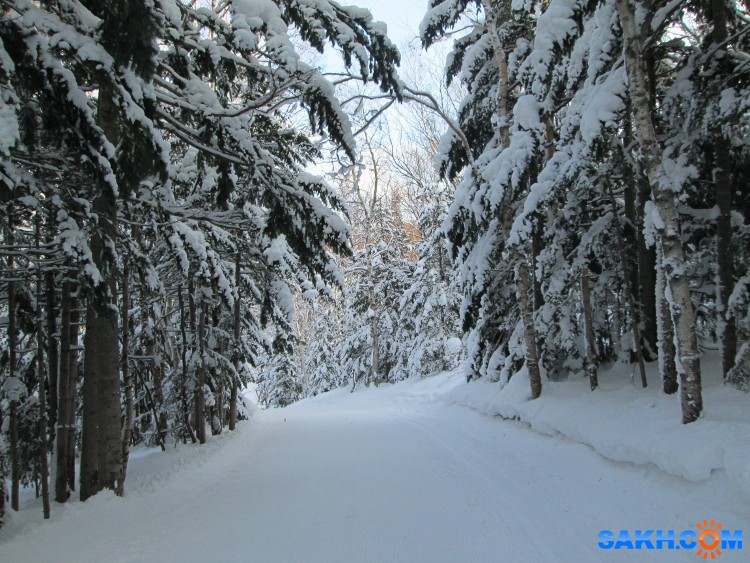 Samanta_Jones: Зимний лес в Томари 2
