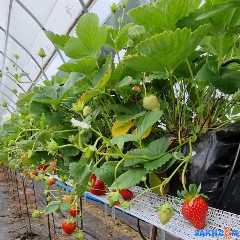 Россельхозбанк поспособствовал увеличению урожайности крупнейшей за Уралом клубничной экофермы