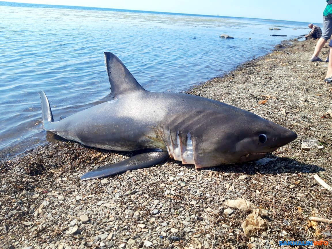 Акулы в баренцевом море какие водятся
