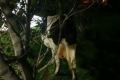 Безнадзорные коровы загадили памятник героям в Охе