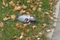 Южносахалинцев пугают мертвые голуби на улицах города