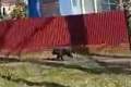 Медвежонок пробежал по улице в Тымовском