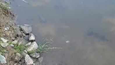 Сотрудников ТЭЦ накажут за гибель рыбы в южно-сахалинской реке