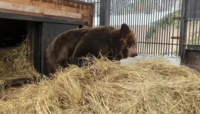 Медведи сахалинского зоопарка готовят себе постели на зиму