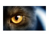 Piarim: Wild-black-cat-yellow-eyes-macro-photography_2560x1600